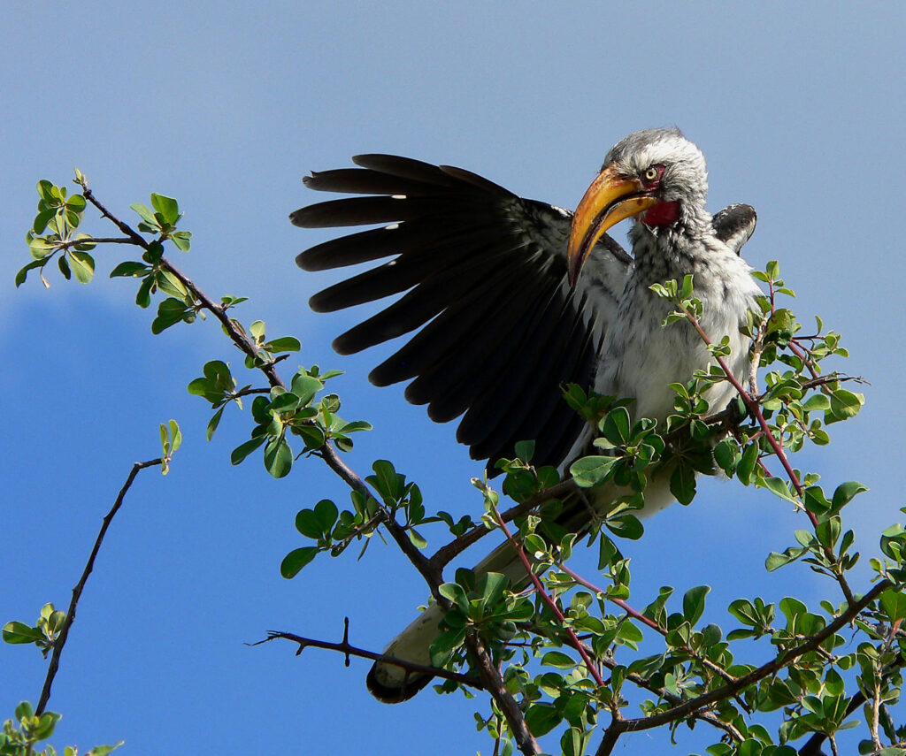 Close up of bird in Damaraland, Namibia | Photo credit: Huab Lodge